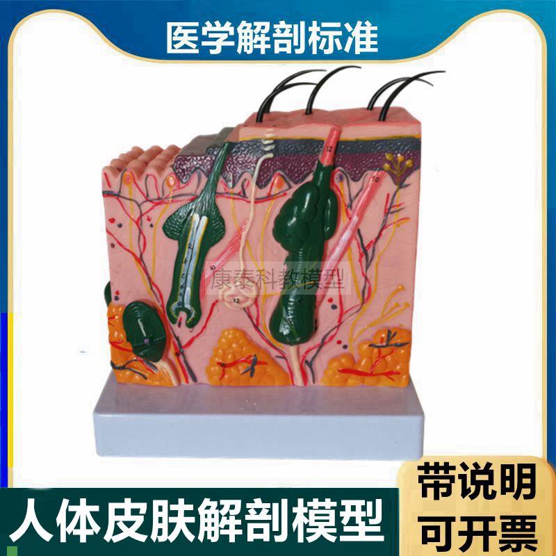 人体皮肤模型带标识说明s皮肤层次结构毛囊皮下组织美容微整形医