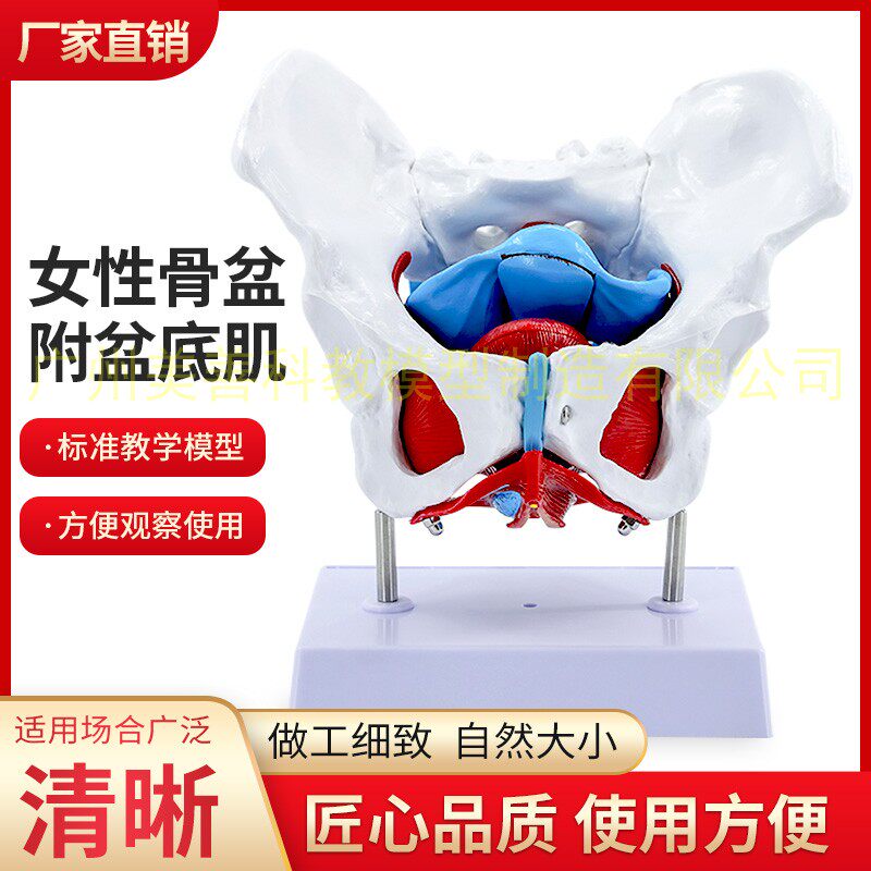 教学仿真盆底肌女性骨盆及子宫模B型女性盆腔结构膀胱盆底肌肉康