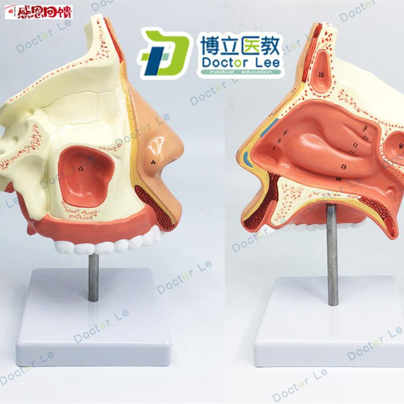 进口鼻腔解剖模型 鼻部医学 .鼻子模型 耳鼻喉科模型 人体鼻腔模