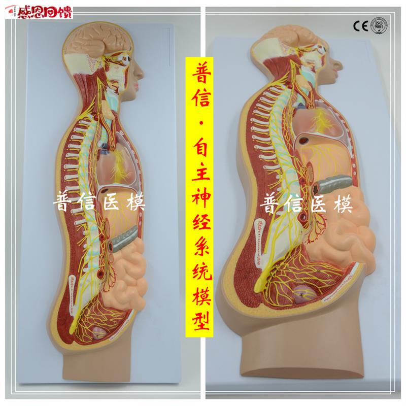 自主神经系统模型 全身交感神经r器官眼肠 解剖医学教学展