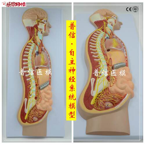 自主神经系统模型 全身交感神经r器官眼肠 解剖医学教学展
