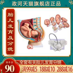 政河九月胎儿发育过程模型女性分娩生产骨盆骨P骼子宫器官结构解