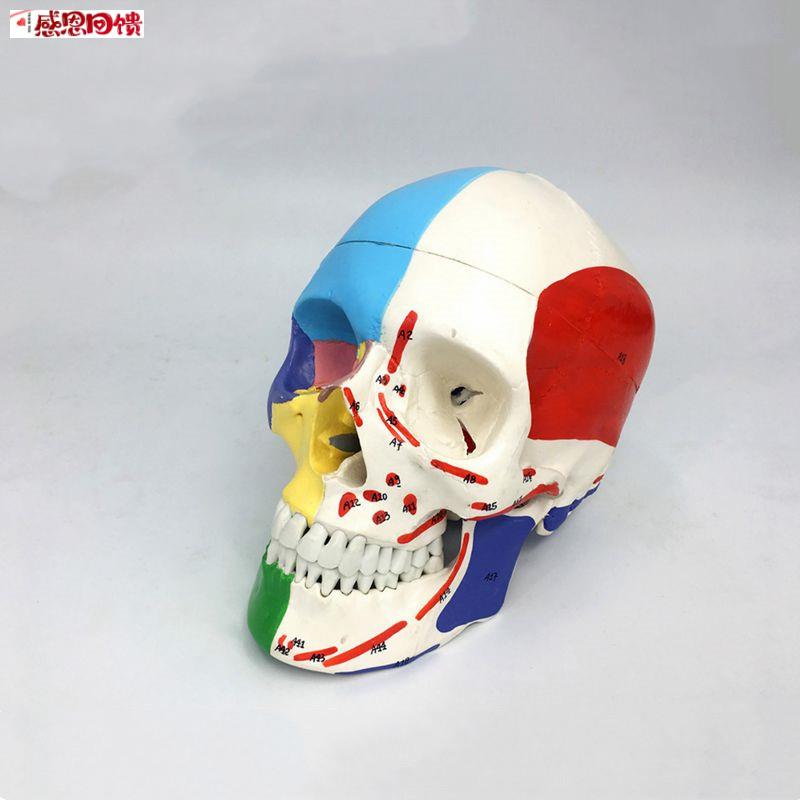 瑞泰医学U人体头骨模型肌肉起止点颅骨色分牙医口腔神经外科法医
