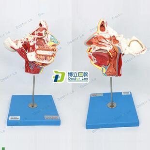 局部解剖模型头面部血管神经z模型脑模型解剖模型颈部肌肉解剖
