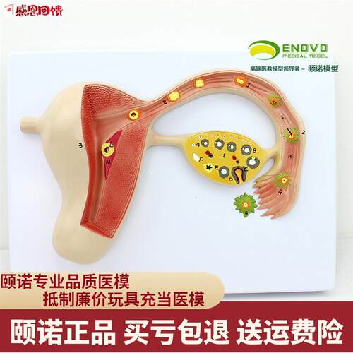 ENOVO颐诺人体f受精卵模型妊娠胚胎儿发育过程子宫组织胚胎模型