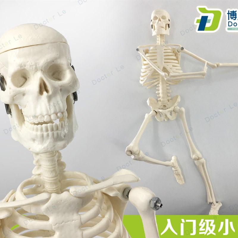新款美术教学人体骨骼模型45xcm小骨架模型可拆卸教学医用万圣节