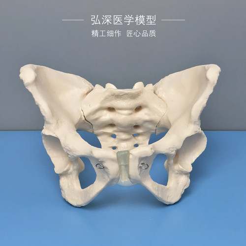 女性骨盆模型人体成人骨科盆骨骼C耻骨骶骨妇产科助产教学医学模