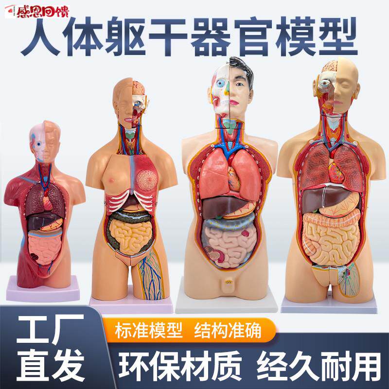 45CM医学内脏人体器官结构躯干解j剖模型心脏构造儿童可拆装教