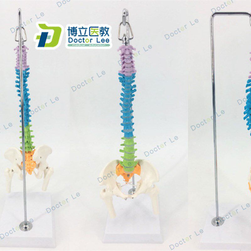 人体脊柱模型1:1成人医学正骨练习F骨骼模型颈椎腰椎脊椎骨架模型