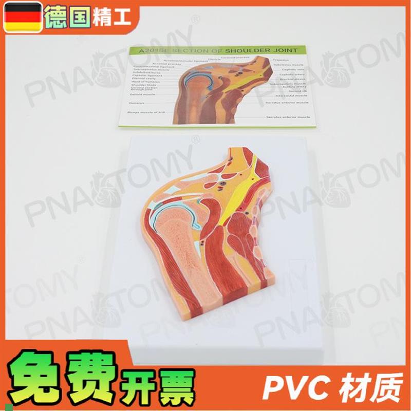 德国人体肩关节骨骼肌肉剖面w球窝关节切面MRI关节构造模型骨科疼