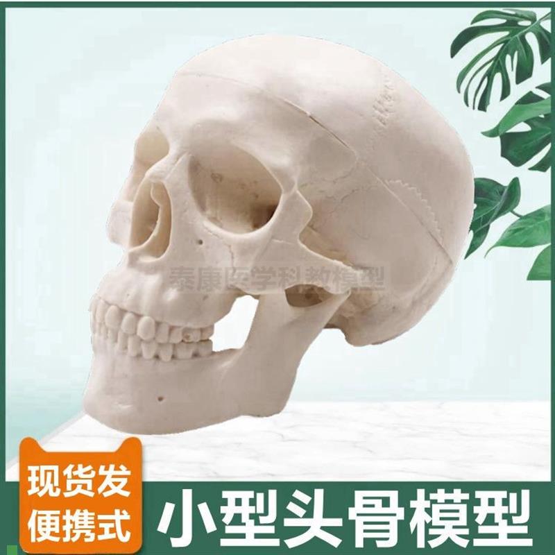 头骨模型可活动口腔牙齿骨性标志颅骨结构鼻骨R仿真骨髅头美术玩