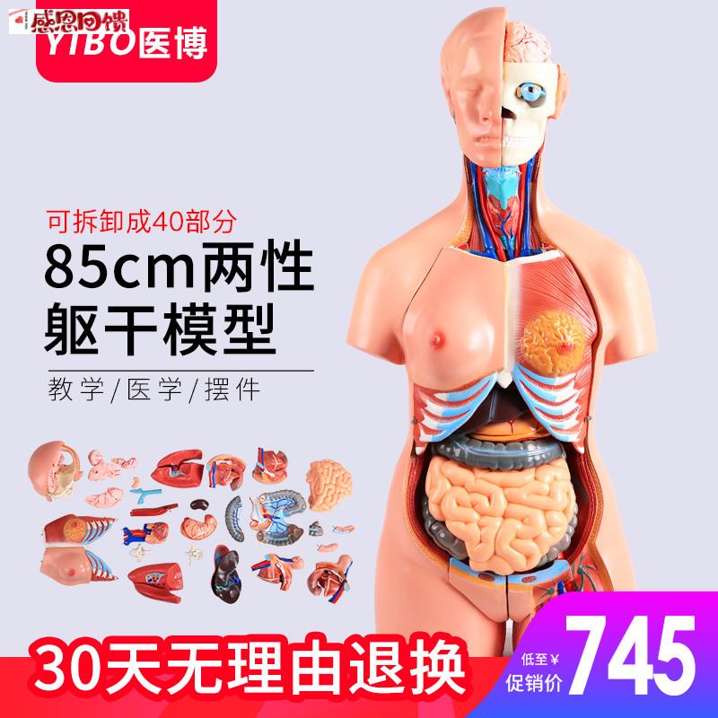 85CM两性躯干人体解刨模型男女躯干及内脏器官模型教L具可拆卸40