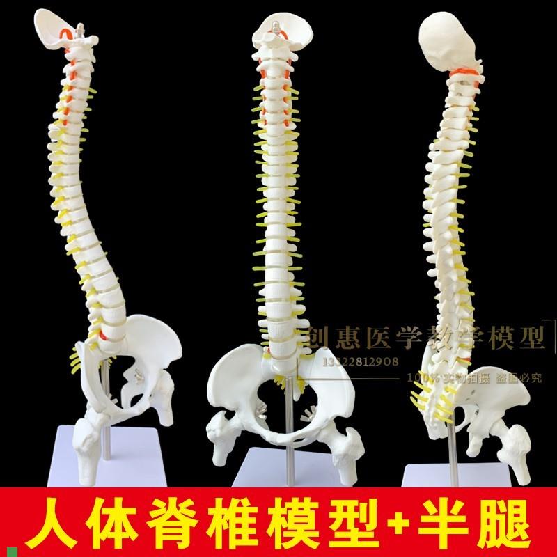 人体脊柱模型人体骨骼中型脊y椎成人带颈椎胸椎尾椎椎骨骨盆模型