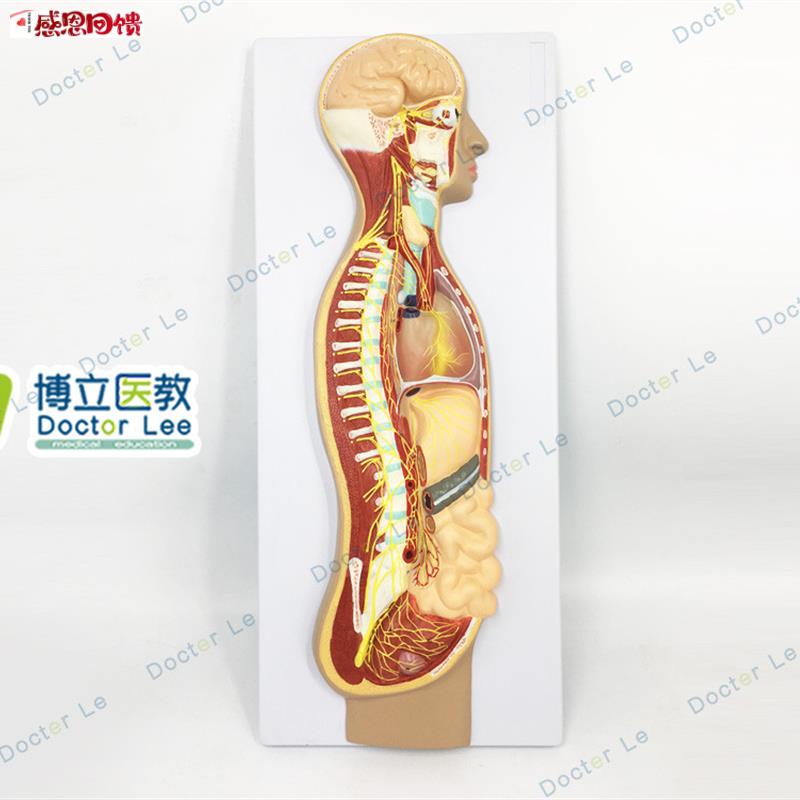 人体医学交感神经系统模型自主神经系统植E物性神经解