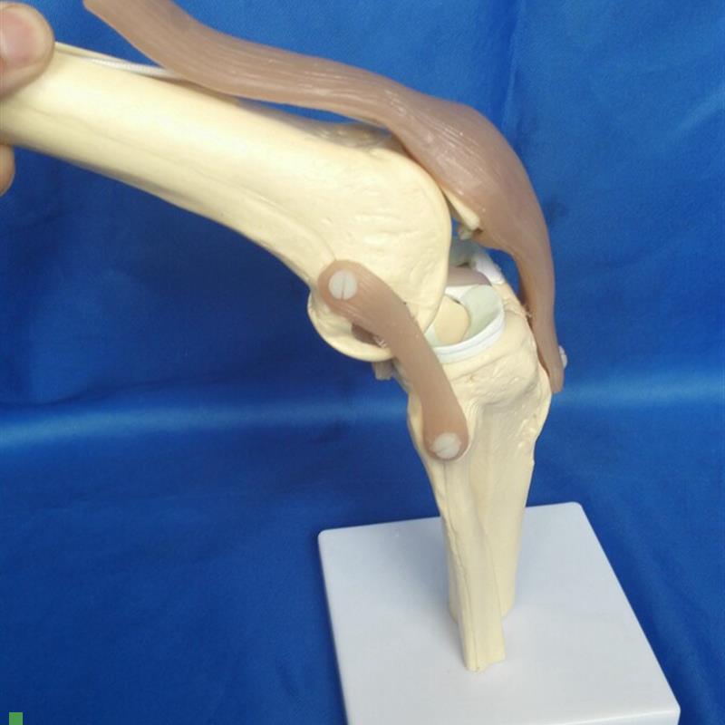 可弯曲膝人体关节骨骼功能模x型韧带髌骨骨骼骨架医用教学讲解展