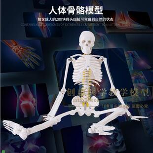 人体骨骼模型g85CM肌肉着色骨架模型骨骼标本骨架附血管神经