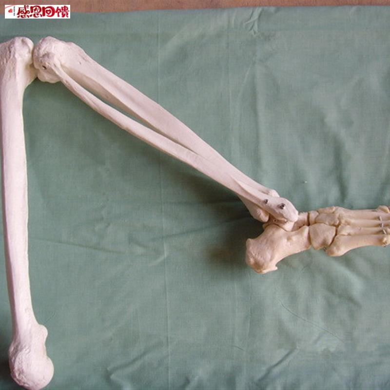 自然大下肢大腿o骨脚掌模型 脚骨脚模型带胫腓骨和股骨关节模