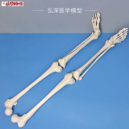 人体下肢关节模型腿骨股骨胫骨腓骨脚掌骨骼结Y构骨科医学教学模