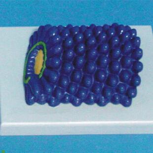 狂犬病病毒模型分子模型P医用教学模型