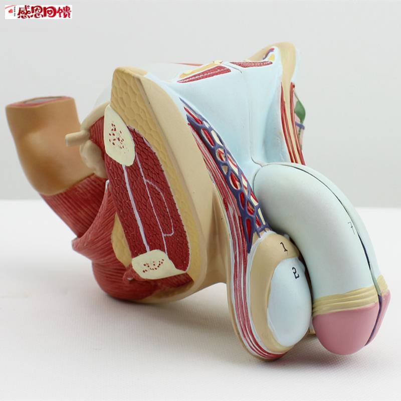 颐诺正品男性生殖器泌尿模型男e科模型睾丸解剖模型计生健康展