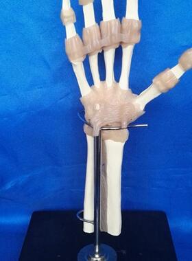 包邮韧带手关h节功能模型手关节桡骨尺骨模型医用教学模型