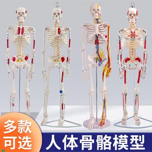 人体骷髅骨架可拆卸医学r迷你小型全身骨骼带肌肉解剖模型玩具摆