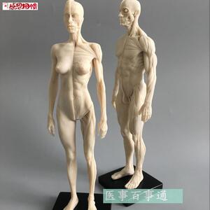 人体模型美术绘画医用y教学骨骼肌肉解剖结构白胚男女30cm雕塑骷
