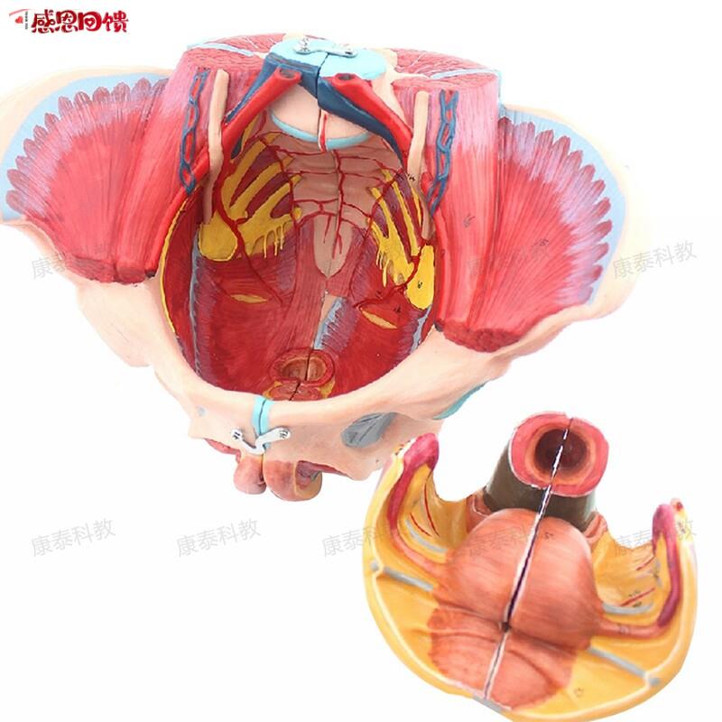 康泰医模女性盆腔模型盆底q肌会阴泌尿生殖腹腔产康修复家政培训