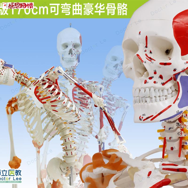 人体170cOm骨骼骨架模型韧带标肌肉起止可弯曲脊柱教学瑜伽健身
