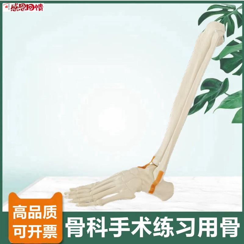 仿真踝关节模型手术练习用假骨胫腓骨t足骨跟骨临床骨科医生考试