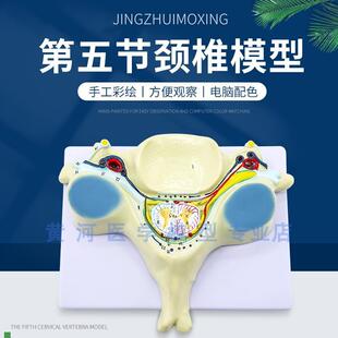第五节颈椎模型颈椎附脊髓和脊神经放大脊M髓横断面放大脊髓教学
