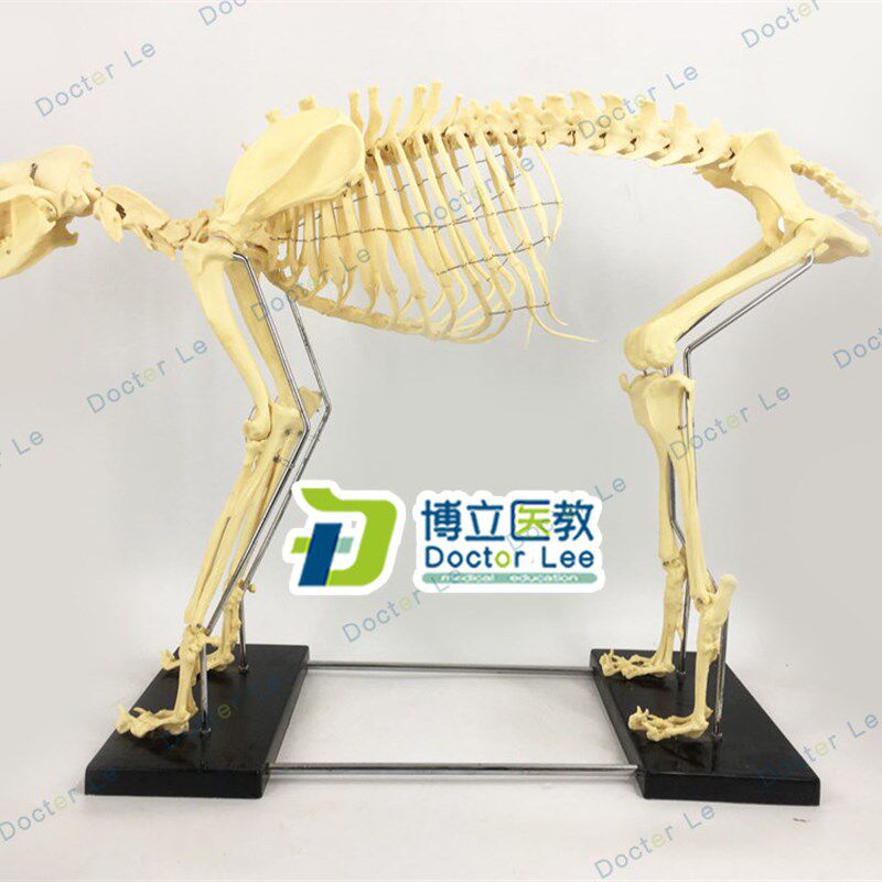 专业品质 大型彷真m狗骨骼骨架模型 犬骨骼 教学演示模型 狗骨架