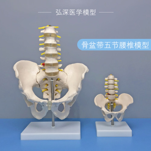 骨盆带五节腰椎模型人体关节盆骨骼F神经椎间盘髋骨骶骨医学教学