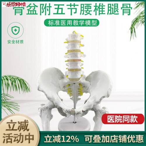 骨盆模型附五节腰椎脊柱模型盆骨模型人体骨骼模型b股骨腰椎椎间
