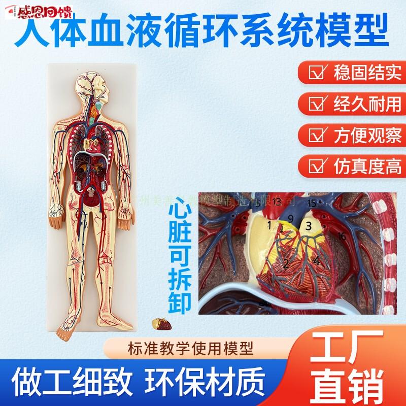 医学彷真人体血液循环系统模型心脏外科动脉静脉神经M血管解剖教