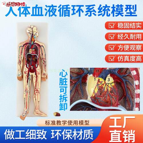 医学彷真人体血液循环系统模型心脏外科动脉静脉神经M血管解剖教
