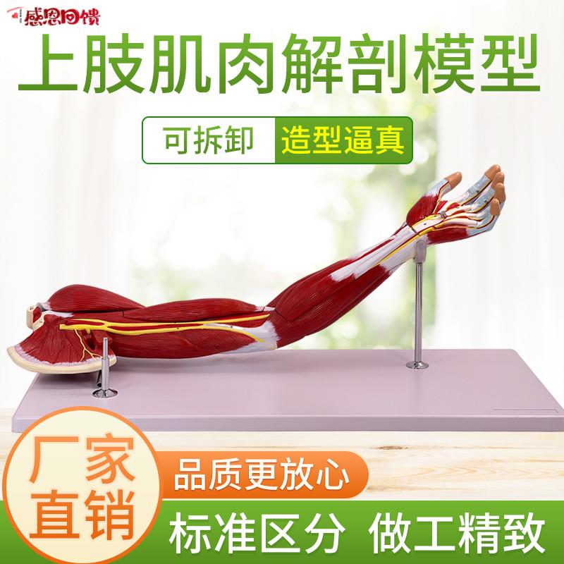 医学人体下肢肌肉血管神经模型 腿部运动系R统 自然大上肢肌肉解