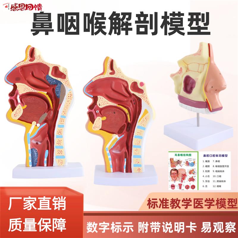 人体鼻腔解剖模型 口腔咽喉构造鼻子y模型 医院用医患沟通教学模