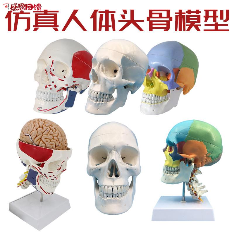 成人11头颅骨解剖标本 医学仿真人体头R骨模型 可拆卸彩色骷髅