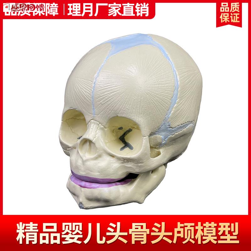 仿真婴儿头颅模型 Q头骨标本 颅骨幼儿头骨 美术素描教学婴儿头
