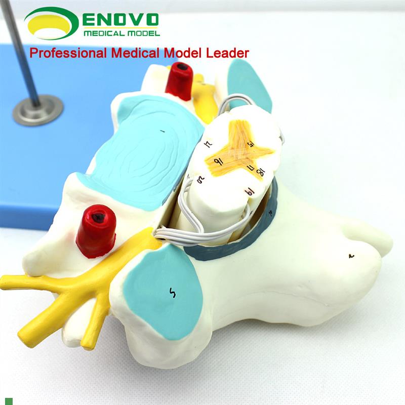 颐诺正品医用人体颈椎附脊髓和脊神经放大模型S神经骨科解剖模型