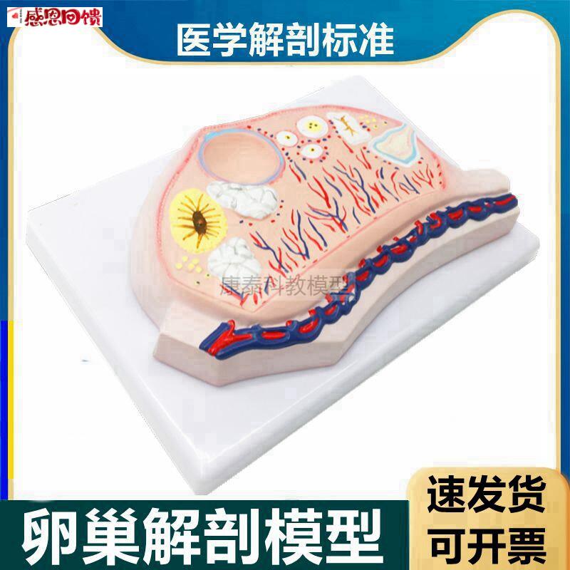 卵巢模型卵子卵泡黄体白N体女生殖性腺输卵管子宫妇科月经周期医