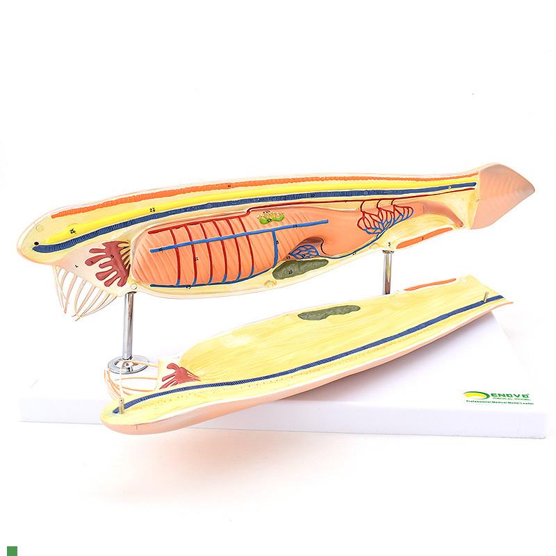 ENOVO颐诺文昌鱼模型蛞蝓鱼脊索动物文昌鱼纲文昌鱼X目脊索动物门