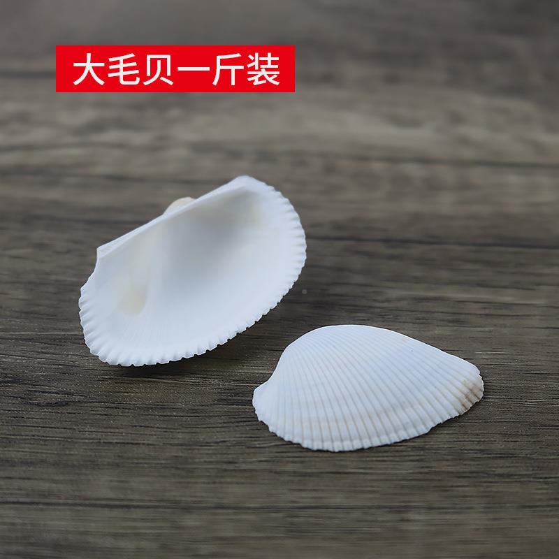 天然景海螺贝壳大毛贝白色椰贝毛I贝鱼贴缸造装饰婚庆墙DY材料一