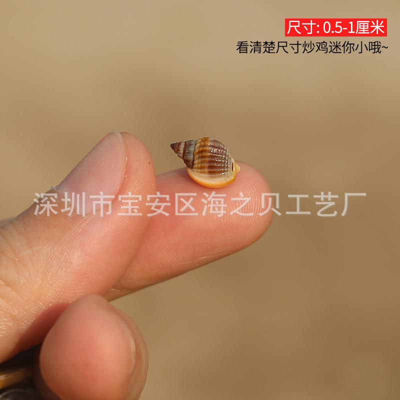 天流然海螺贝壳迷你厚唇螺鱼造景装饰d小iy缸微景观漂瓶饰品材料.