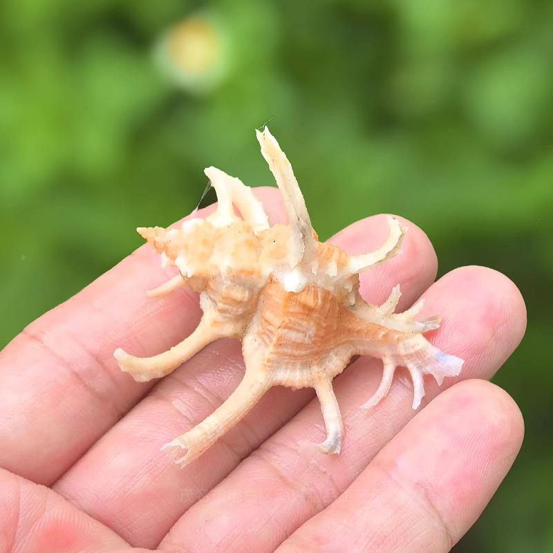 天然千手海螺装贝壳鹿骨螺鱼缸水族箱造景饰摆件礼物标角本收螺藏
