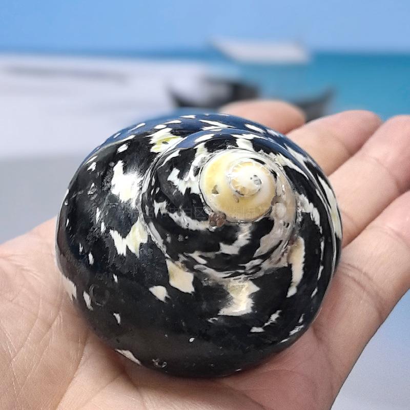 黑金刚蝾螺卷贝寄居蟹替换箱壳海 小贝壳螺壳鱼缸造景水壳族装饰.