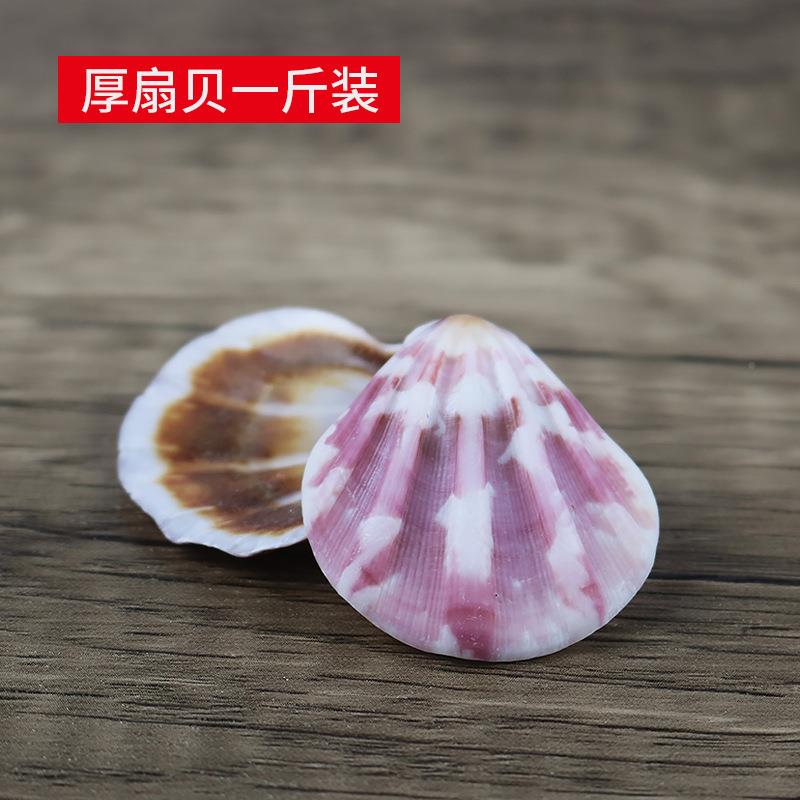 3-5厘米鱼白色扇贝缸造景地台厚扇贝装饰diy工艺饰品天厚然海贝壳