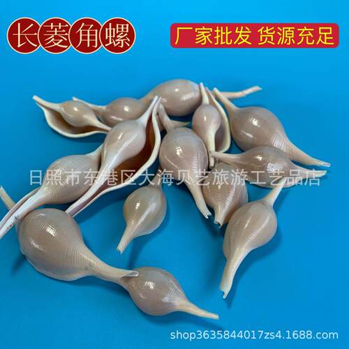 海兔螺天然海螺贝壳鱼缸造景家居