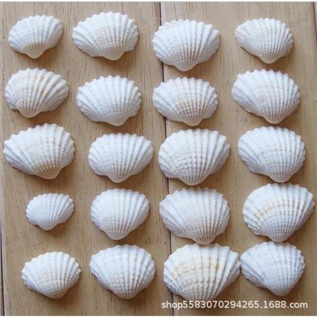 天然海螺画白色小雪贝按A00002斤卖寄瓶居蟹替换鱼缸造景漂壳流手
